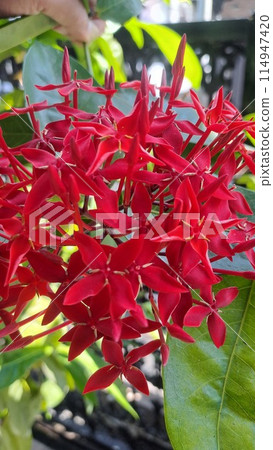 Red Asoka Flower in the Garden Red Asoka Flower in the Garden 114947420