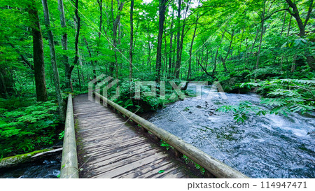 Oirase stream Oirase stream 114947471