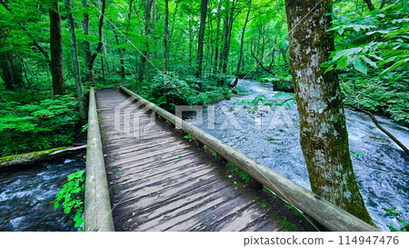 Oirase stream Oirase stream 114947476