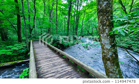 Oirase stream 114947478