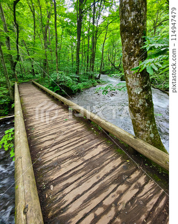 Oirase stream 114947479