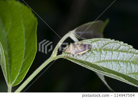 White-winged bug 114947504