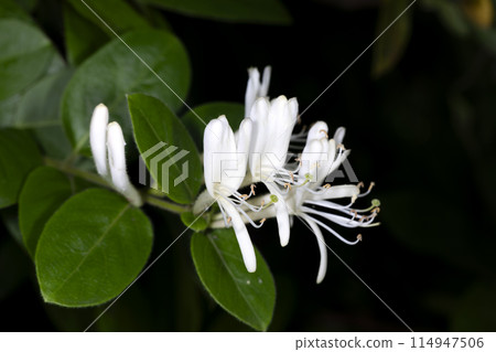 Honeysuckle Honeysuckle 114947506