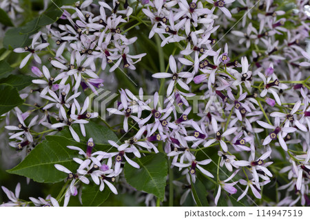 仙丹花 仙丹花 114947519