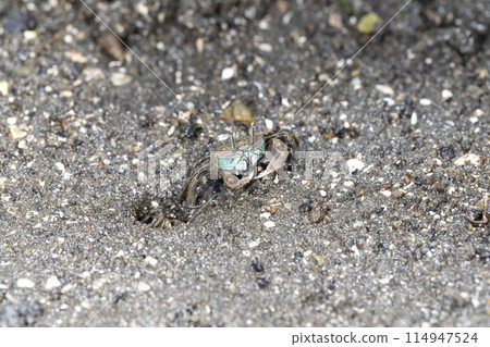 Childe crab 114947524
