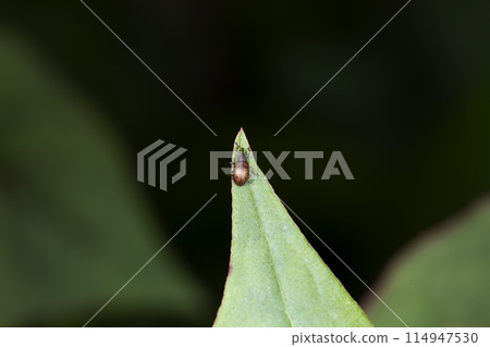 Yellow-backed monkey 114947530