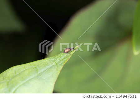 黃背猴子 114947531