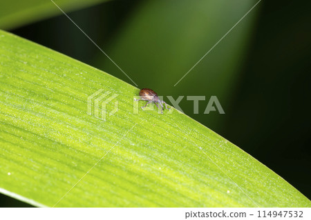 Yellow-backed monkey 114947532