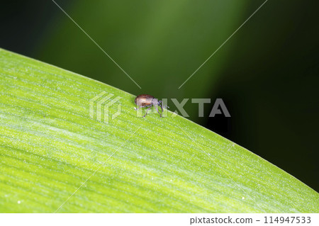 黃背猴子 114947533