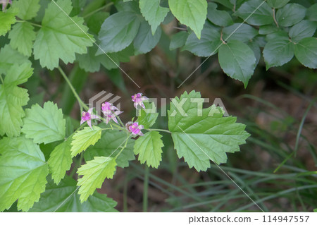 Pink petals of Rubus idaeus (Rubus idaeus) in the Rosaceae family, May 114947557