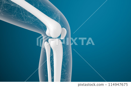 Leg bones and knees, 3d rendering. Leg bones and knees, 3d rendering. 114947675