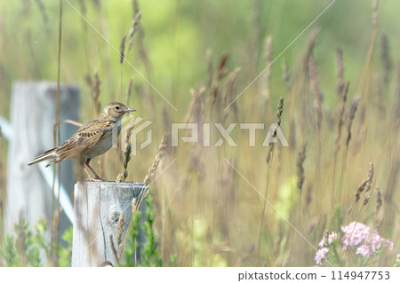 Skylarks in early summer in July in Hokkaido. 114947753