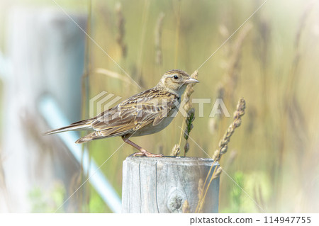 Skylarks in early summer in July in Hokkaido. 114947755