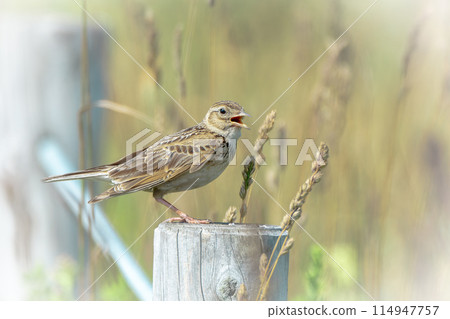 Skylarks in early summer in July in Hokkaido. Skylarks in early summer in July in Hokkaido. 114947757