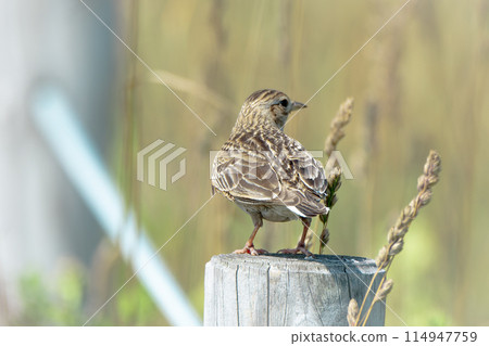 Skylarks in early summer in July in Hokkaido. 114947759