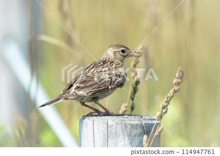 Skylarks in early summer in July in Hokkaido. 114947761