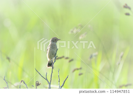 A stonechat chick in July in Hokkaido. 114947851