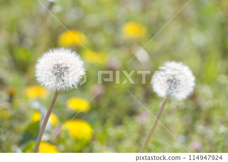 Dandelion swaying in the wind Dandelion swaying in the wind 114947924