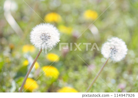 蒲公英的絨毛 蒲公英的絨毛 114947926