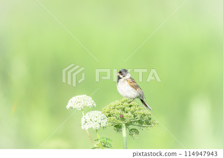 北海道的七月,初夏的巨型百合。 北海道的七月,初夏的巨型百合。 114947943