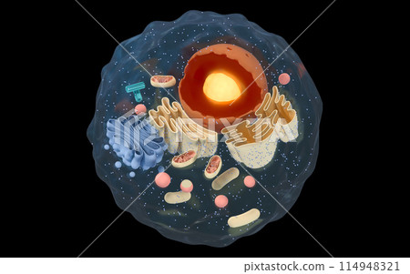 homeostasis, organelle, nucleolus 114948321