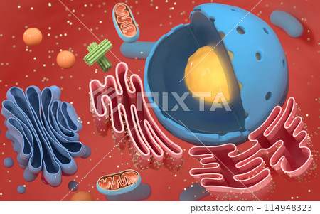 homeostasis, organelle, nucleolus 114948323