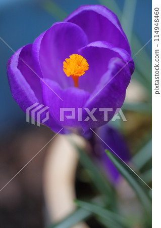 番紅花 藍色 花朵 114948460
