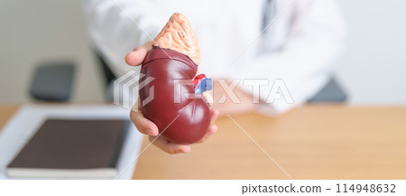Doctor with Kidney Adrenal gland anatomy model. disease of Urinary system and Stones, Cancer, world kidney day, Chronic kidney, Urology, Nephritis, Renal, Transplant and health concept 114948632