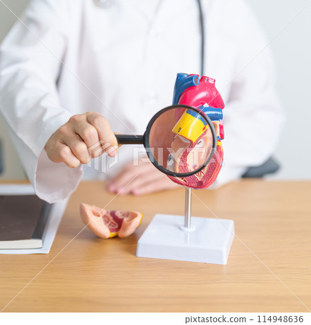 Doctor with human Heart anatomy model and magnifying glass. Cardiovascular Diseases, Atherosclerosis, Hypertensive Heart, Valvular Heart, Aortopulmonary window, world Heart day and health concept 114948636