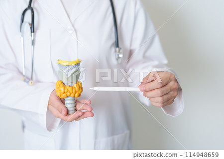 Doctor with human Thyroid anatomy model. Hyperthyroidism, Hypothyroidism, Hashimoto Thyroiditis, Thyroid Tumor and Cancer, Postpartum, Papillary Carcinoma and Health concept Doctor with human Thyroid anatomy model. Hyperthyroidism, Hypothyroidism, Hashimoto Thyroiditis, Thyroid Tumor and Cancer, Postpartum, Papillary Carcinoma and Health concept 114948659