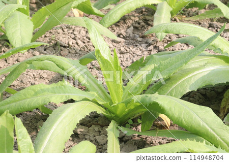 Culantro plant on farm for harvest are cash crops 114948704