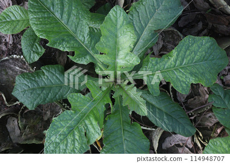 Elephantopus scaber plant on jungle 114948707