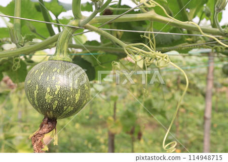 pumpkin plant on farm for harvest pumpkin plant on farm for harvest 114948715