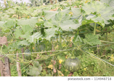 pumpkin plant on farm for harvest pumpkin plant on farm for harvest 114948718