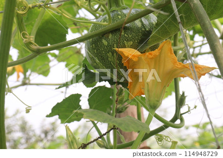 pumpkin plant on farm for harvest 114948729