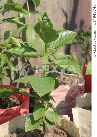 purple hibiscus flowers on tree in nursery 114948740