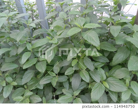 Pogostemon benghalensis plant on jungle Pogostemon benghalensis plant on jungle 114948750
