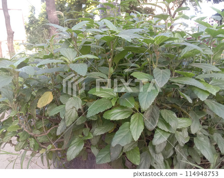 Pogostemon benghalensis plant on jungle 114948753