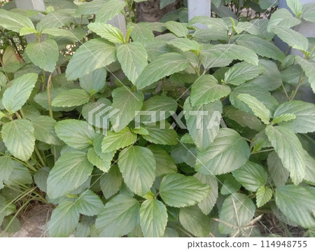 Pogostemon benghalensis plant on jungle Pogostemon benghalensis plant on jungle 114948755