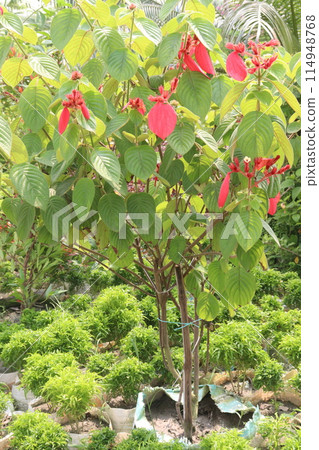 Mussaenda erythrophylla flower plant on nursery Mussaenda erythrophylla flower plant on nursery 114948768