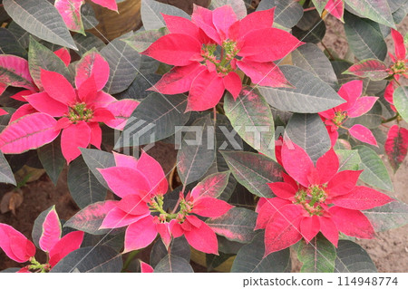 Poinsettia flower plant on nursery 114948774