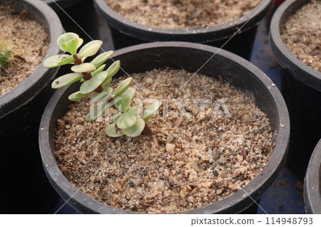 Portulacaria afra plant on nursery for sell Portulacaria afra plant on nursery for sell 114948793