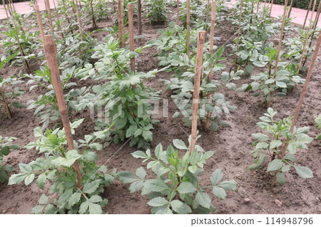 Potato plant on farm for harvest 114948796