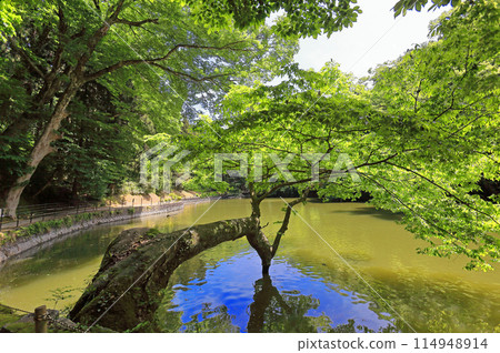鮮綠的善法寺 114948914