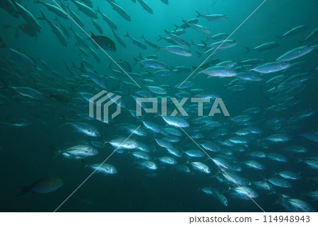 馬鯖魚部落 馬鯖魚部落 114948943
