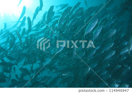 Horde of horse mackerel 114948947