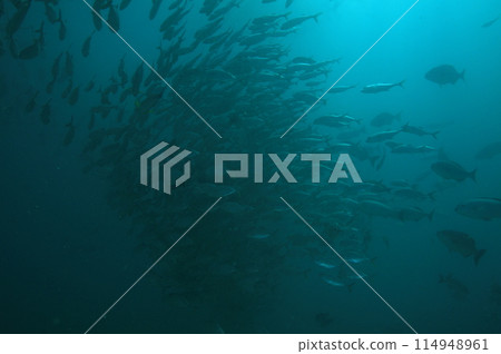 Flock of horse mackerel 114948961