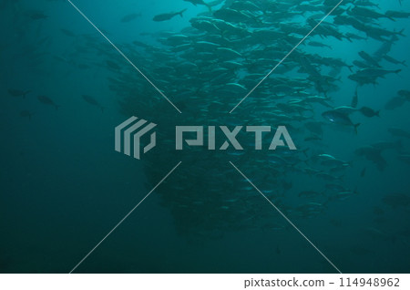Flock of horse mackerel 114948962