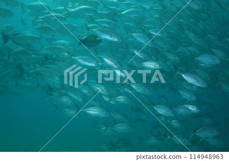 Flock of horse mackerel 114948963