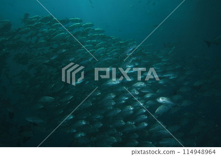 馬鯖魚群 馬鯖魚群 114948964